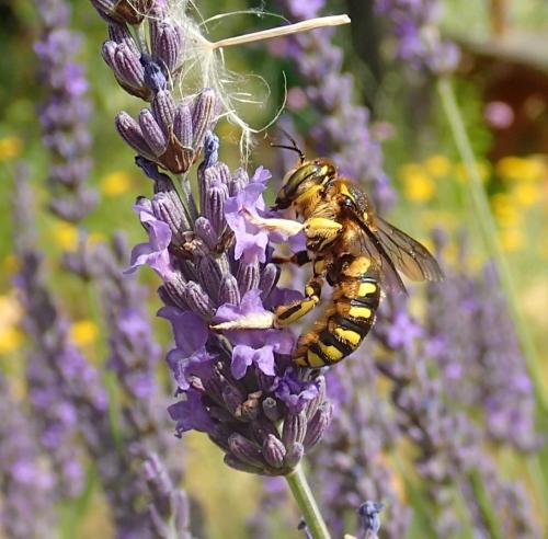 Anthidium florentinum